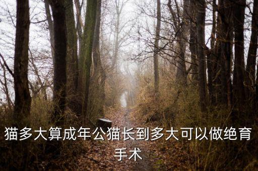猫多大成年，猫咪几岁成龄