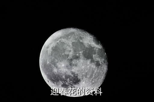迎春花的资料