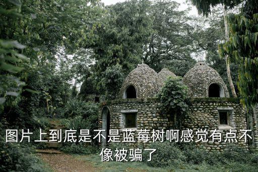 蓝莓图片大全大图，紫色的蓝莓像什么