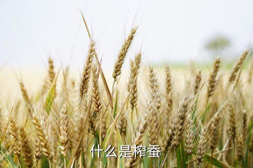 柞蚕，柞蚕属于什么科