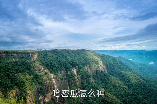 哈密瓜怎么种