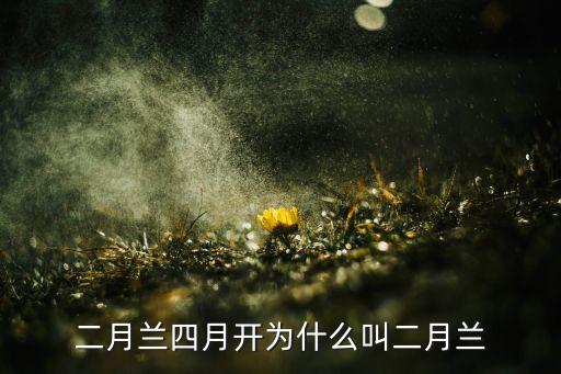 二月兰花，二月兰的花语