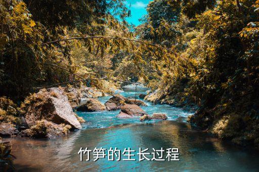 竹笋的生长过程