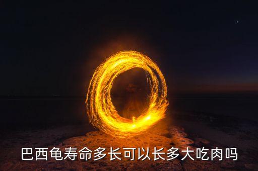 西锦龟能长多大，巴西彩龟能长多大