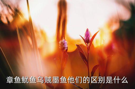 章鱼鱿鱼乌贼墨鱼他们的区别是什么