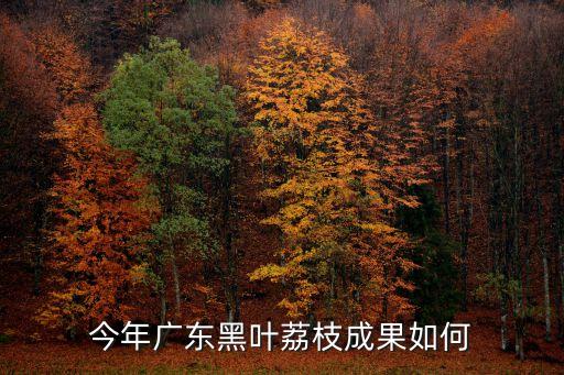 今年广东黑叶荔枝成果如何