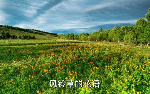 风铃草的花语
