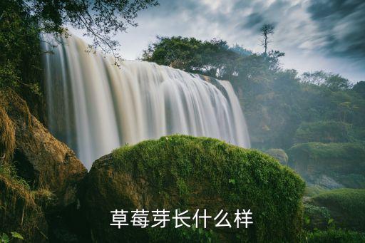 草莓芽长什么样