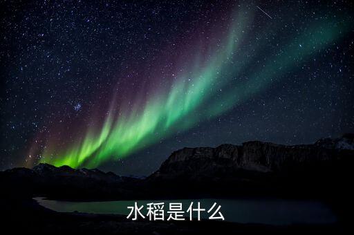 水稻是什么