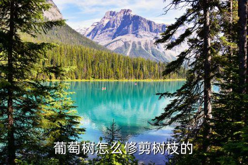 葡萄怎样剪枝，葡萄树怎么剪枝
