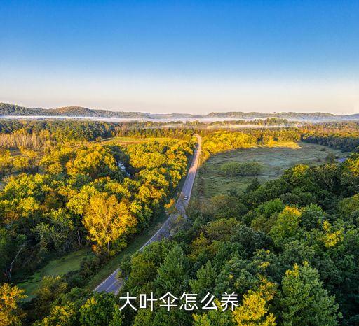 大叶伞，这是什么植物呢亲回答得详细些拜托啦