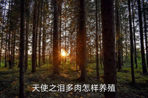 天使之泪多肉，天使之泪多肉怎样养殖
