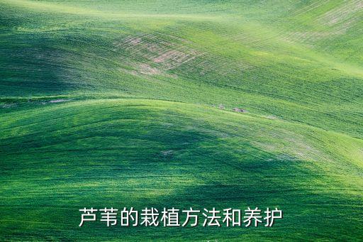 芦苇的栽植方法和养护