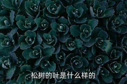 松树的叶是什么样的