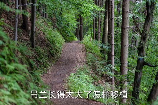 吊兰长得太大了怎样移植