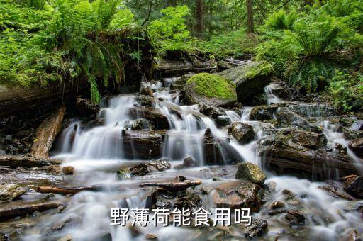 野薄荷能食用吗