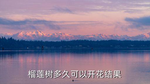 榴莲树多久可以开花结果