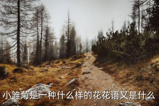 小雏菊是一种什么样的花花语又是什么