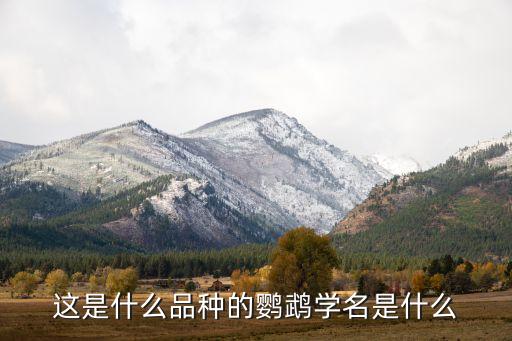 独角鹦鹉，这是什么品种的鹦鹉学名是什么