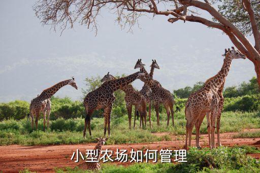 小型农场如何管理