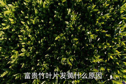 富贵竹叶片发黄什么原因
