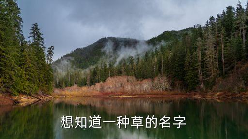 星蕨，想知道一种草的名字