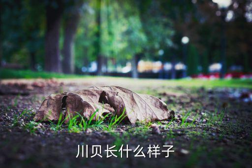 川贝是什么样子，川贝长什么样子