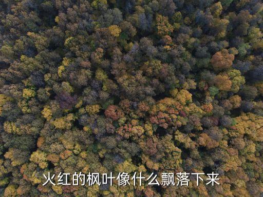 火红的枫叶像什么飘落下来