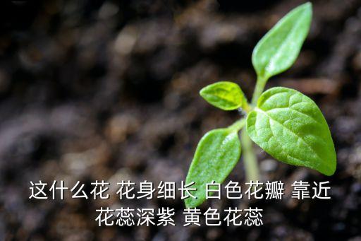 猫爪花，这是什么植物
