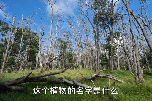 这个植物的名字是什么