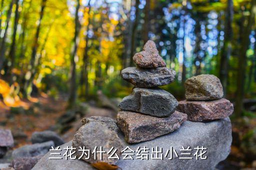 兰花为什么会结出小兰花