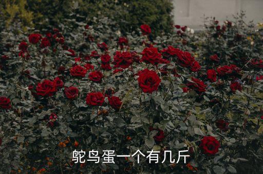 鸵鸟蛋有多重，鸵鸟蛋一个有几斤
