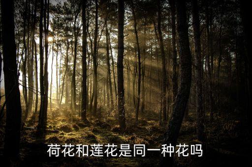 荷花和莲花是同一种花吗