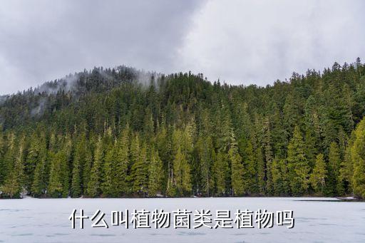 菌类是植物吗，什么叫植物菌类是植物吗