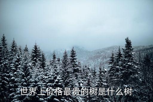 世界上价格最贵的树是什么树