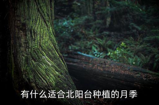 艾拉绒球月季，月季爱弗的玫瑰跟艾拉绒球哪个好