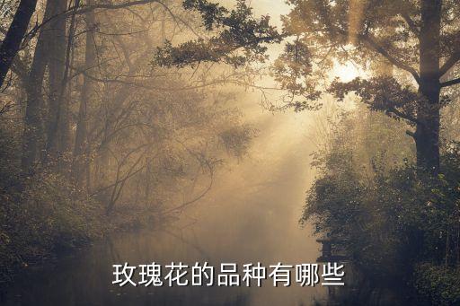 玫瑰花的品种有哪些