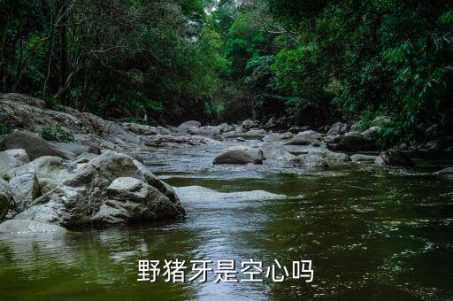 野猪牙是空心吗