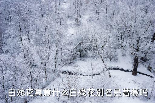白残花寓意什么白残花别名是蔷薇吗