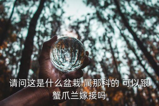 请问这是什么盆栽 属那科的 可以跟蟹爪兰嫁接吗