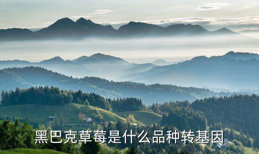 黑巴克草莓是什么品种转基因