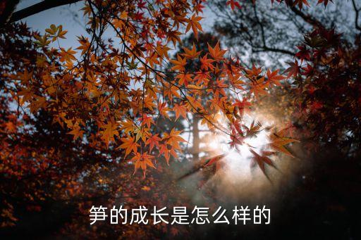 竹笋的生长过程，笋的成长是怎么样的