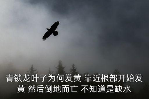 青锁龙，青锁龙叶子为何发黄 靠近根部开始发黄 然后倒地而亡 不知道是缺水