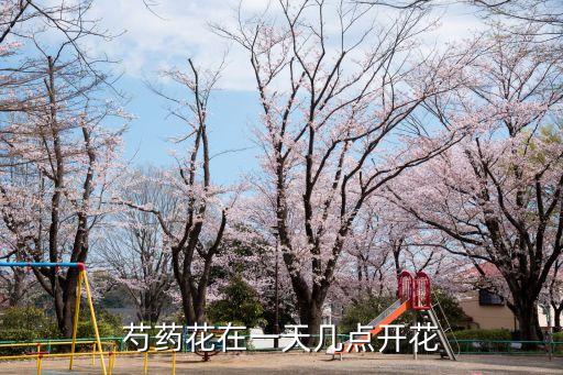 芍药花开，芍药一年开几次花
