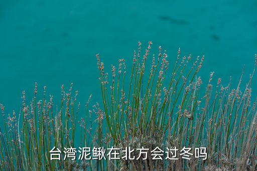 台湾泥鳅在北方会过冬吗