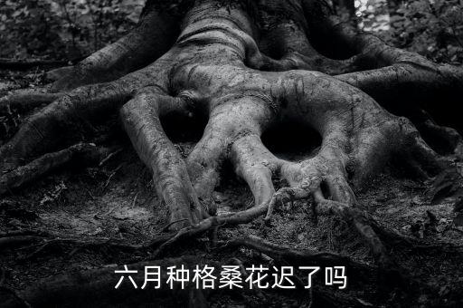 六月种格桑花迟了吗