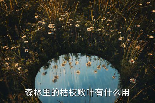 森林里的枯枝败叶有什么用