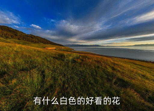 有什么白色的好看的花
