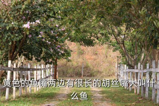 黄鲶鱼，金黄色背上有跟很粗的刺 沈阳人都叫它黄gang这是什么鱼