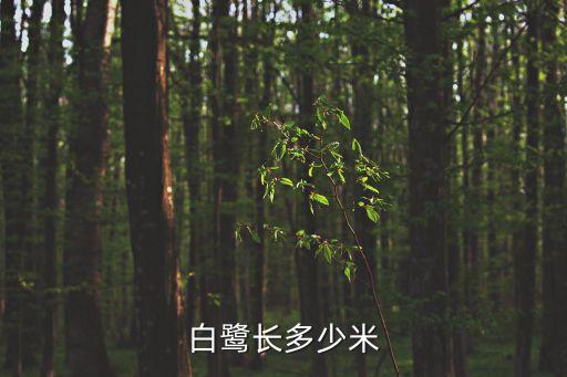 白鹭长多少米